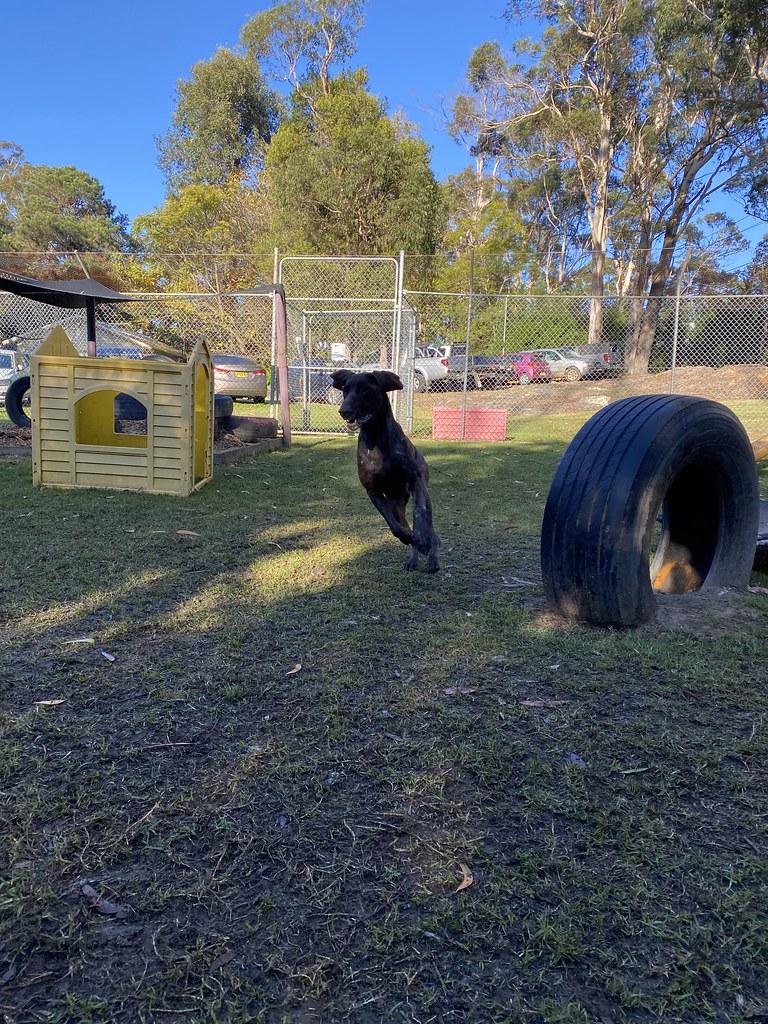 Untitled Pet Resorts Australia Dural Flickr