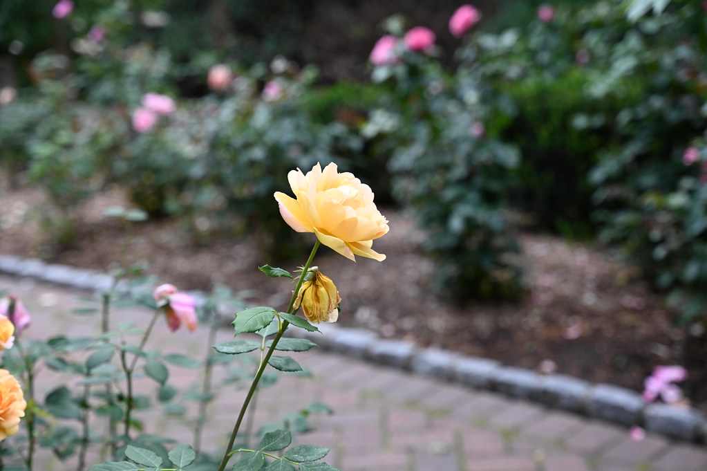 David Johnson Gardens in Tenafly, New Jersey WARREN FIELDS Flickr