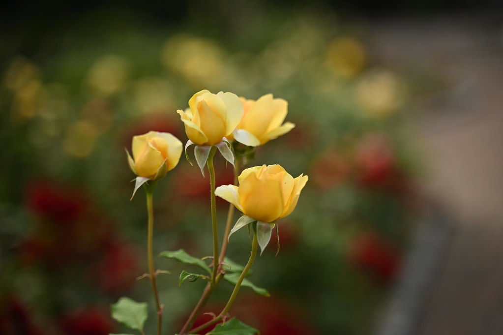 Davis Johnson Gardens in Tenafly, New Jersey WARREN FIELDS Flickr