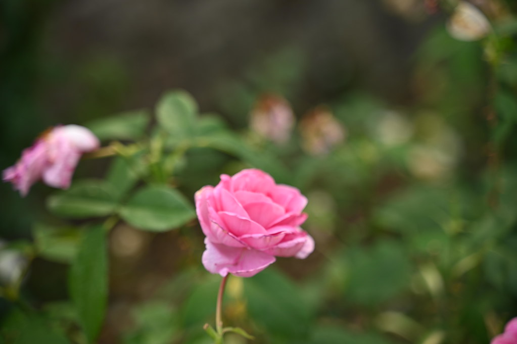 Davis Johnson Gardens in Tenafly, New Jersey WARREN FIELDS Flickr