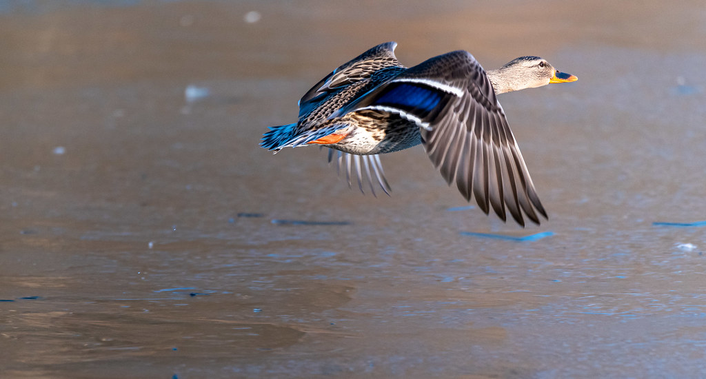 Maymont Park Wildlife 2022122714 Jack Orlando Flickr
