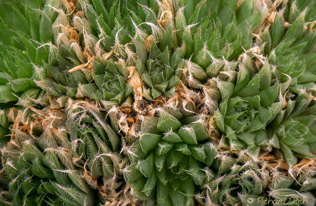 AZ Cactus Sales Richard Ditch Flickr