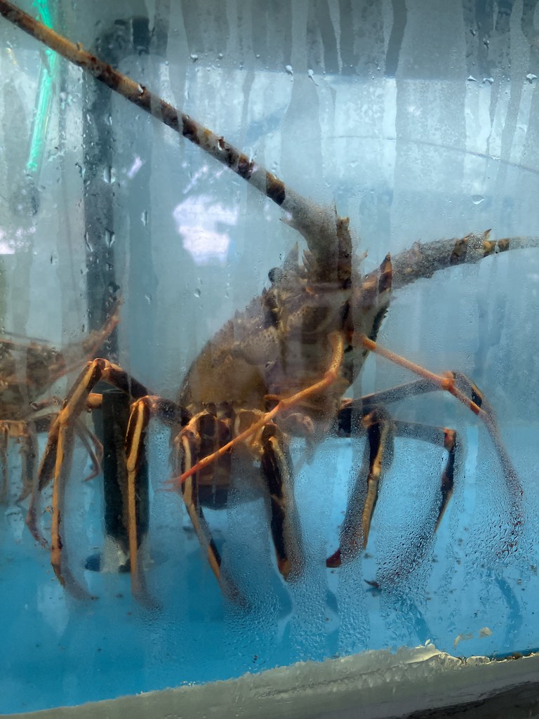 Greek lobster no front claws ramsaytravels Flickr