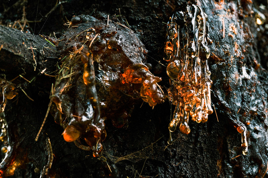 Anyone else find tree saps interesting? Wonder why they ap… Flickr