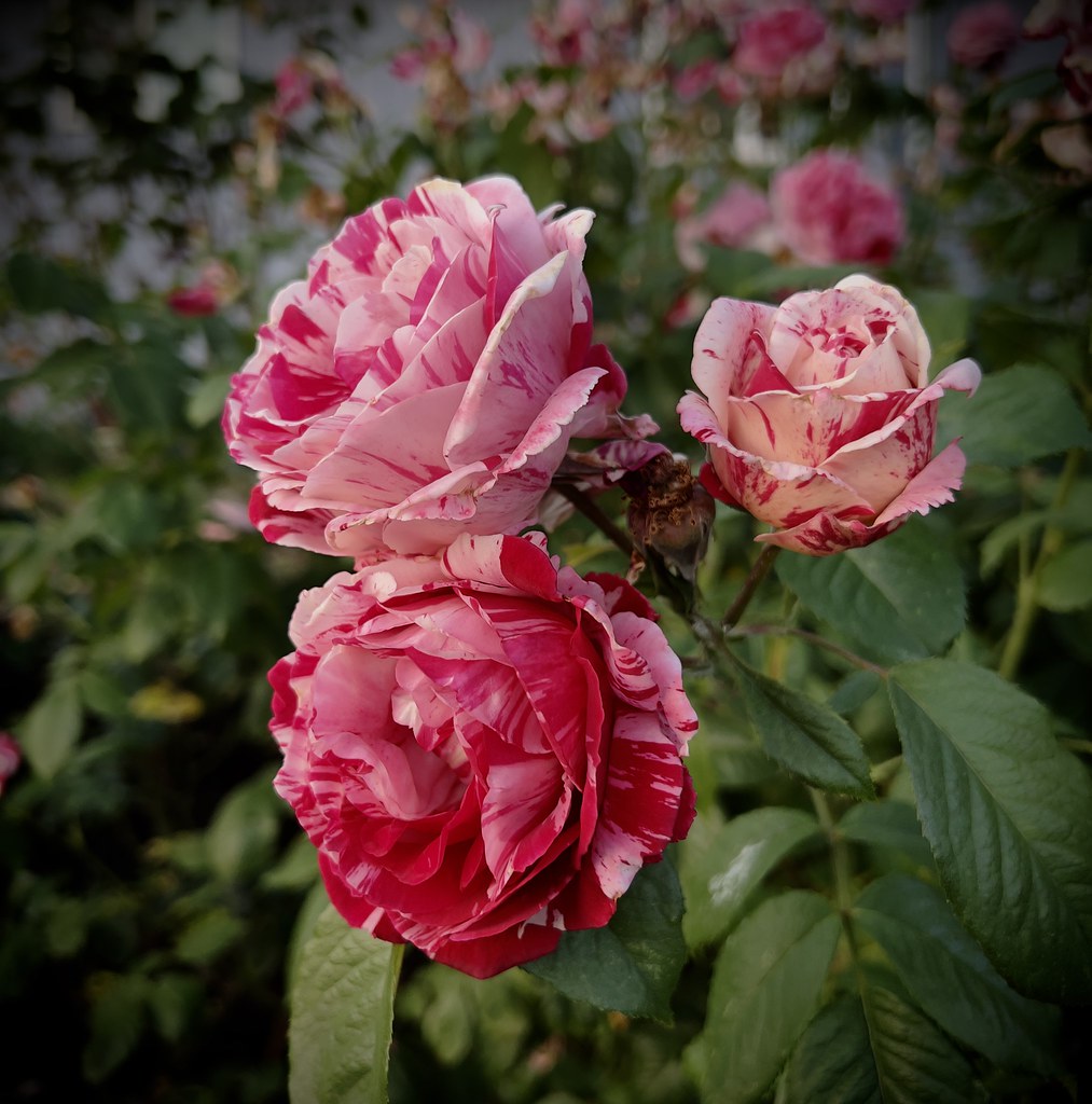 Portland Roses Personal rose garden in Portland. Chip Shotz Flickr