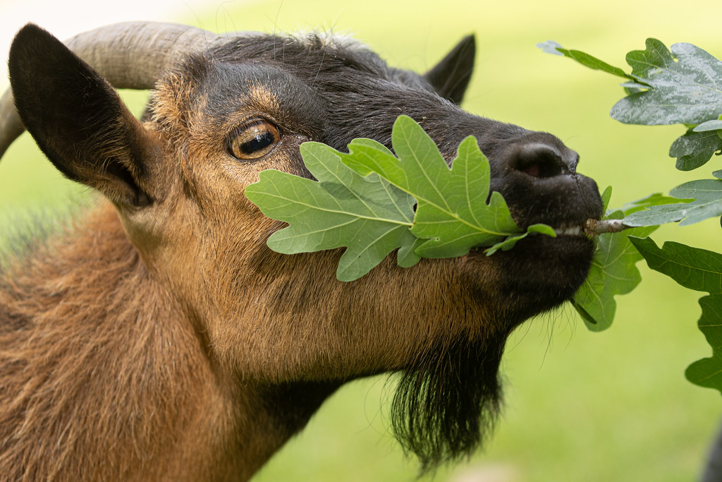 The local goats eating oak leaves 21/06/2023. Ladies Europ… Flickr