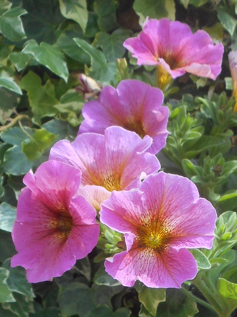 PETUNIAS Can't put these in the garden or in low pots as t… Flickr