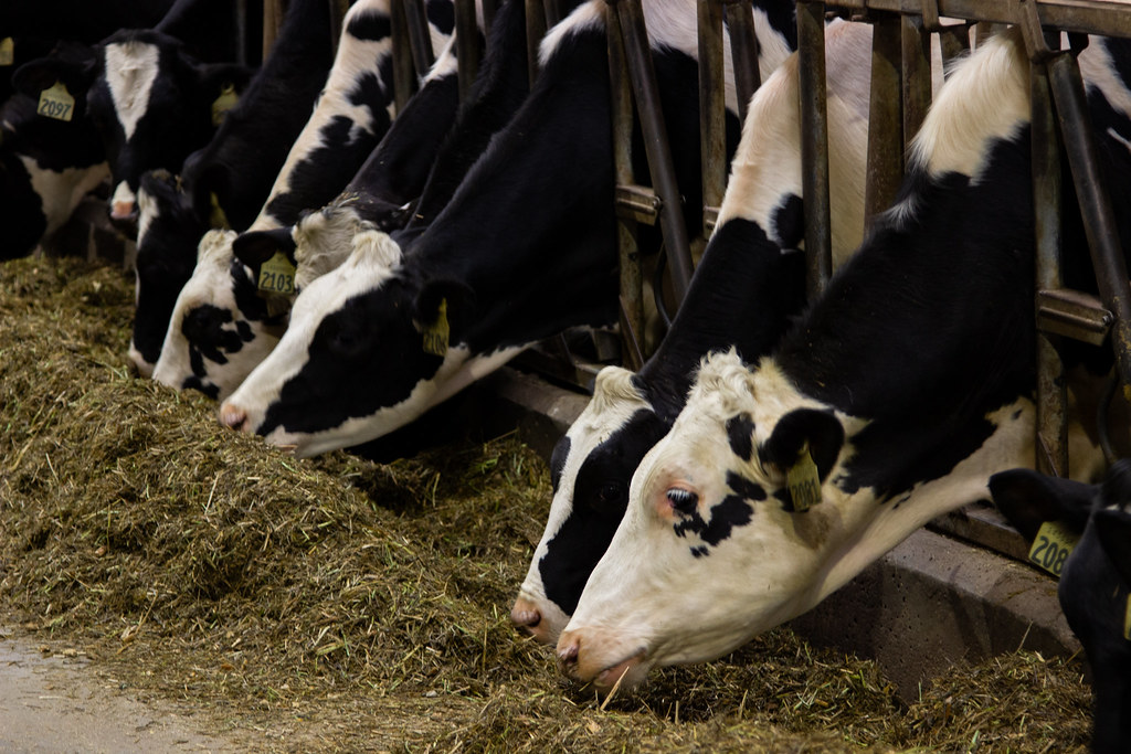 AWP_20230619_Dairy Centre07 Animal Welfare UBC Flickr