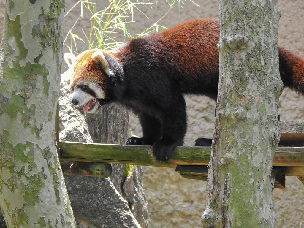 Santi the red panda Columbus Zoo Andrew King Flickr