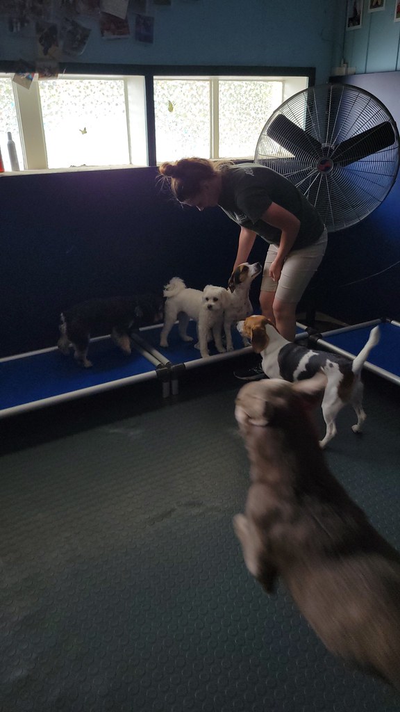 20230621_130714(0) Holiday House Pet Resort and Training Center Flickr