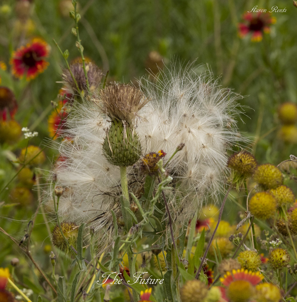 Texas Wildflower Tandy Hills Natural Area Fort Worth, TX AARON