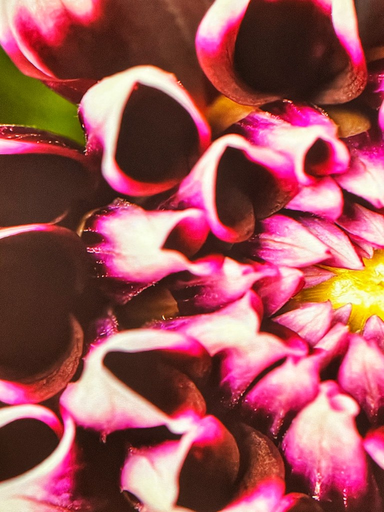 The Field Museum in Chicago The Field Museum in Chicago Flickr