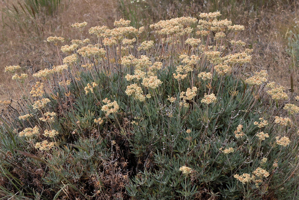 Eriogonum heracleoides, Wyeth's buckwheat aka Creamy eriog… Flickr