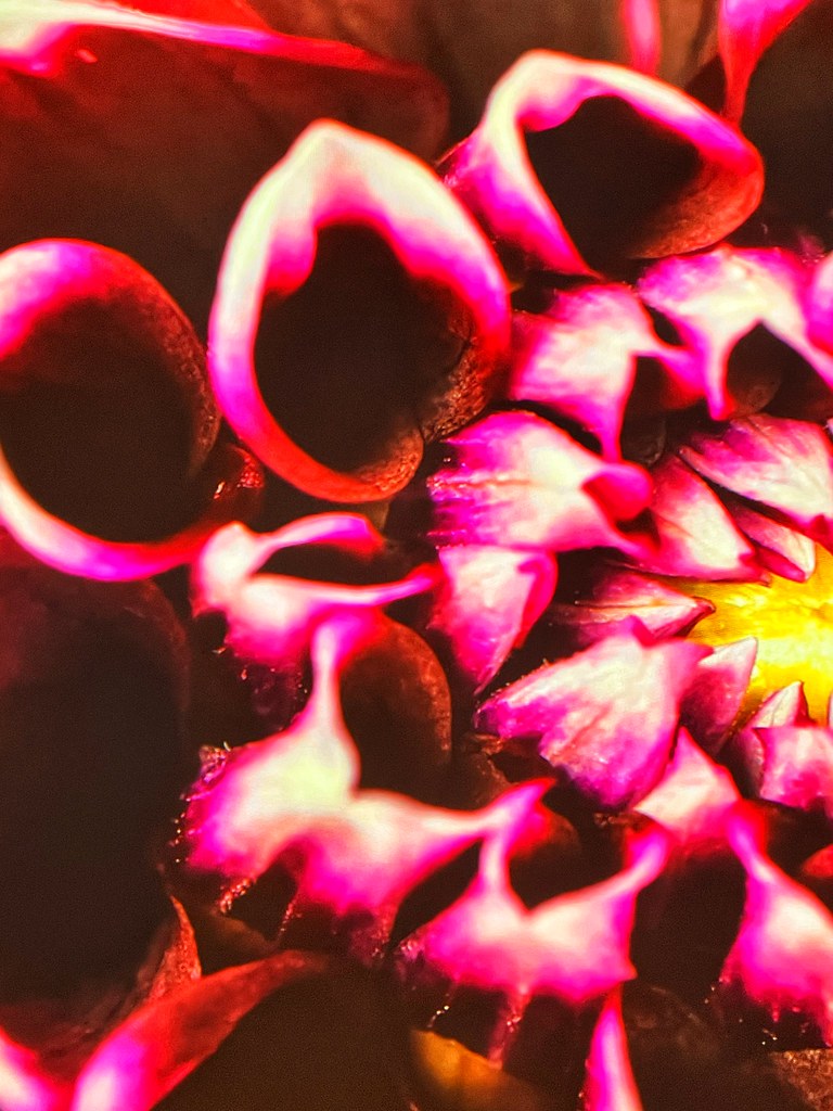 The Field Museum in Chicago The Field Museum in Chicago Flickr