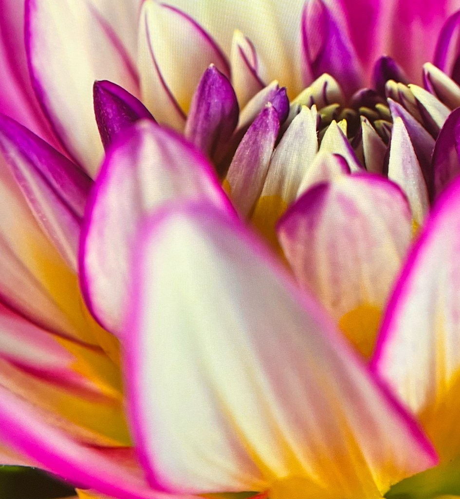 The Field Museum in Chicago The Field Museum in Chicago Flickr