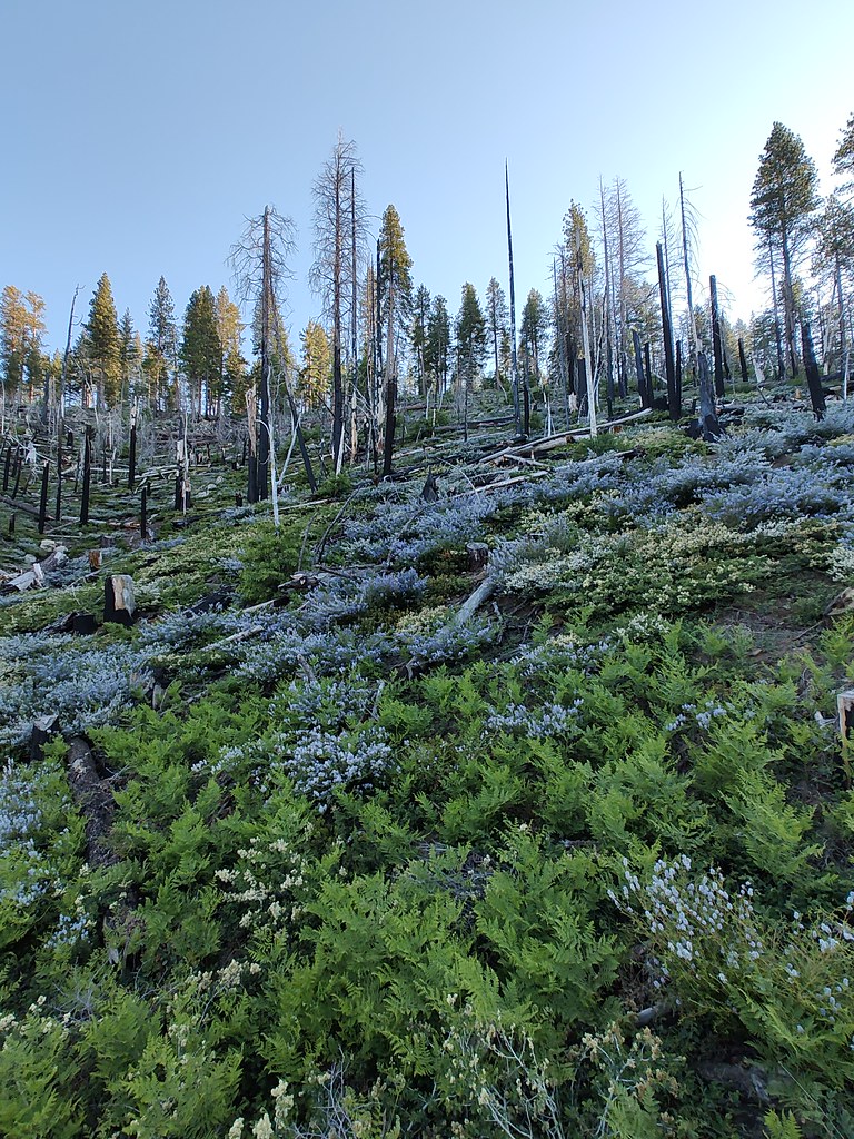 New Growth wildflowers and ferns grow or a forest fire onc… Flickr