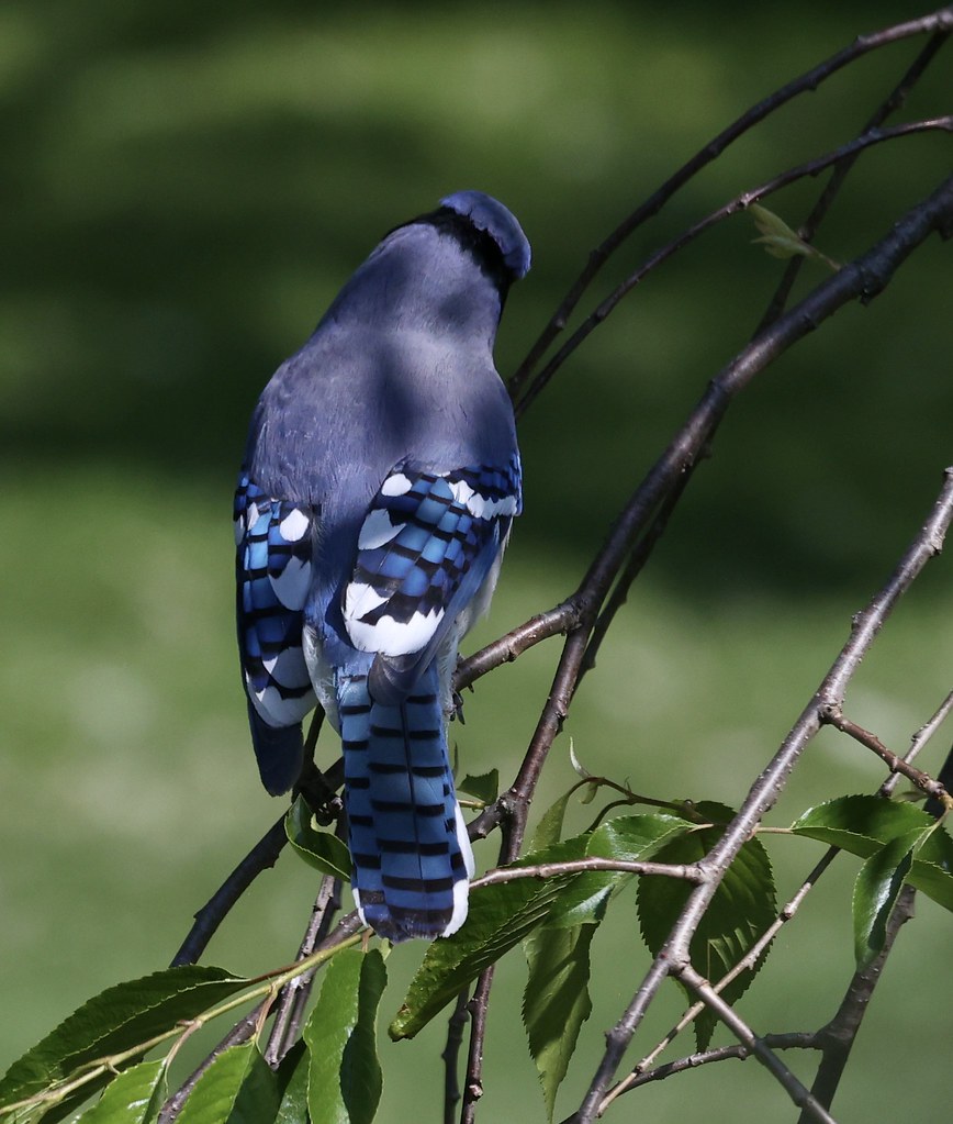 Shades of Blue Blue Jay Location West Hartford, Connectic… Flickr