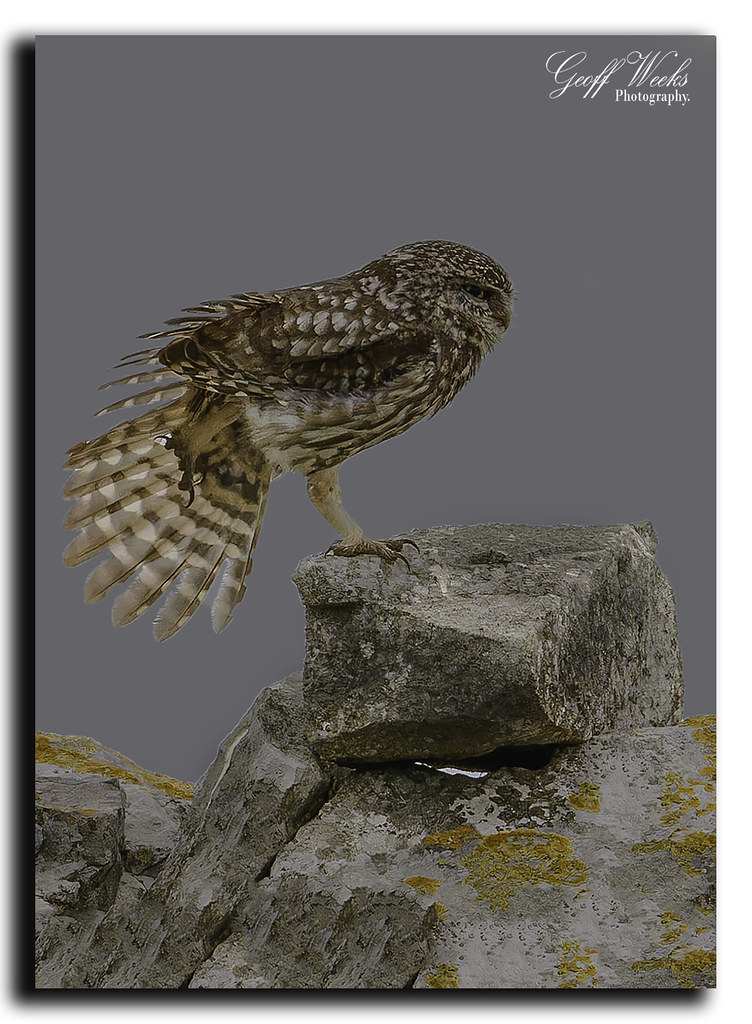 Little owl yoga Geoff Weeks Flickr