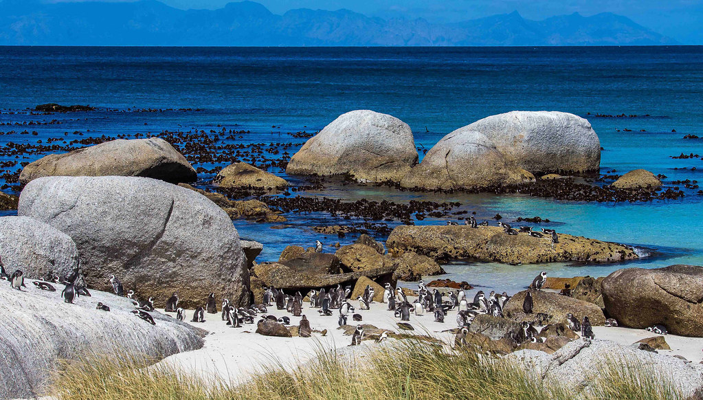penguins property Boulders beach South Africa Werner Boehm Flickr