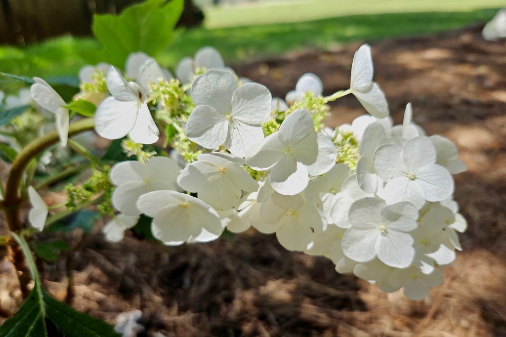 Oak Leaf Hydrangea Madison, Alabama Hydrangeas are bloomin… Flickr