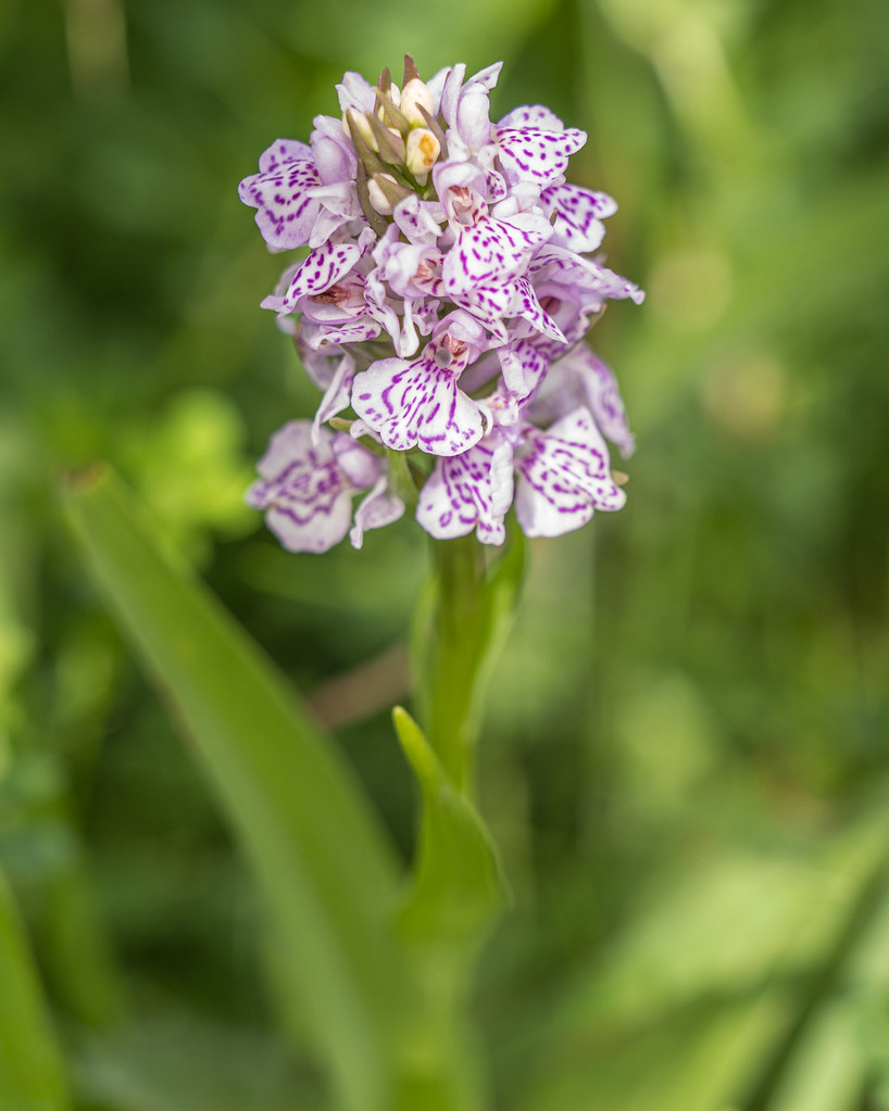 Heath Spotted Orchid Heath Spottedorchids have thrived … Flickr