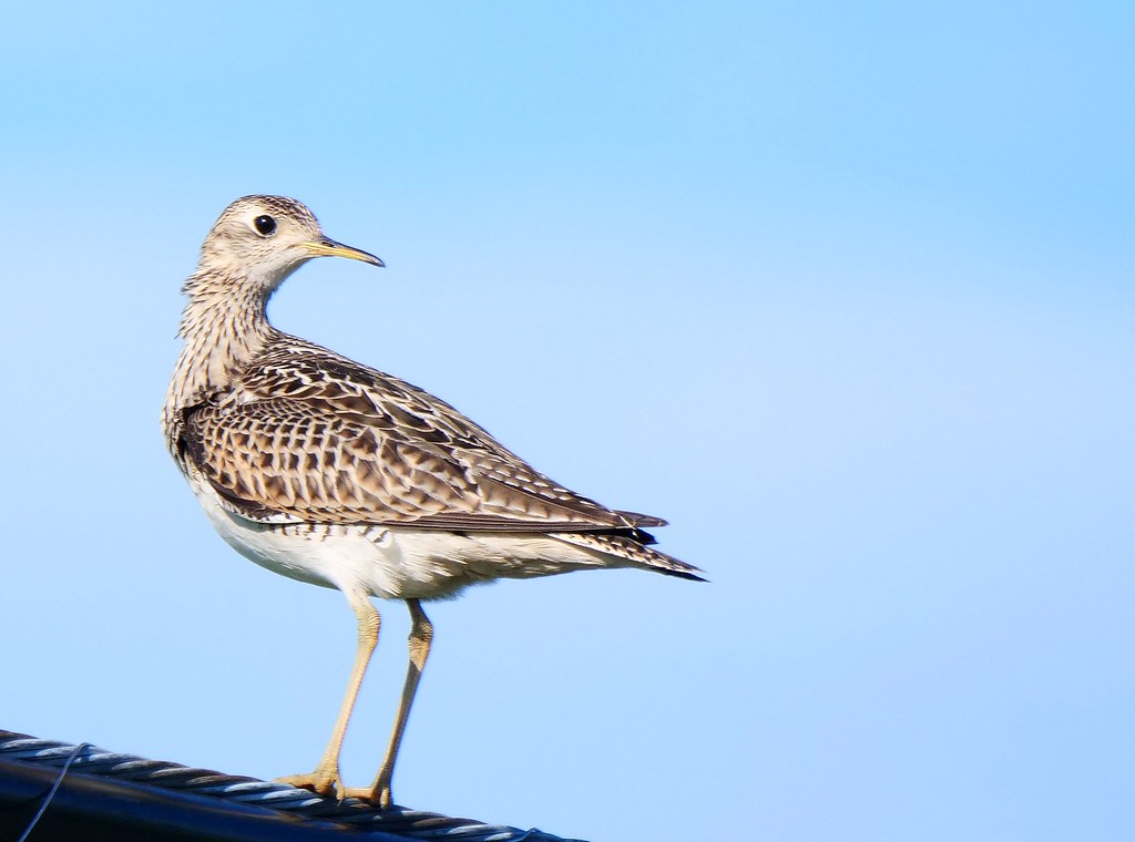Maubèche des champs Montée Guay, StBernarddeLacolle Ell… Flickr