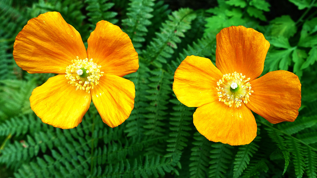 Iceland Poppies love Bees and Butterflies Gertrud Klopp Flickr