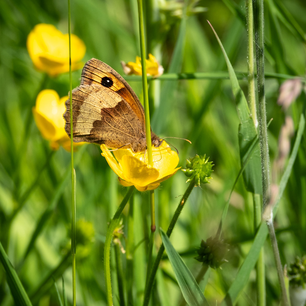 20230615DSCF7078 Tom Walker Flickr