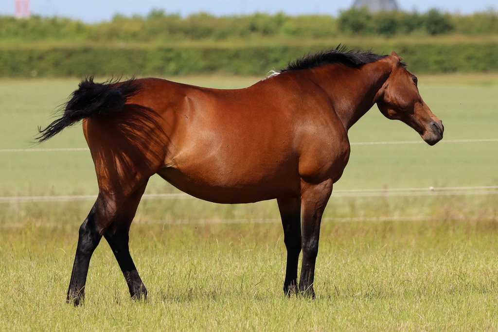 SWATTING FLIES Horse doing its best with the flies today steven