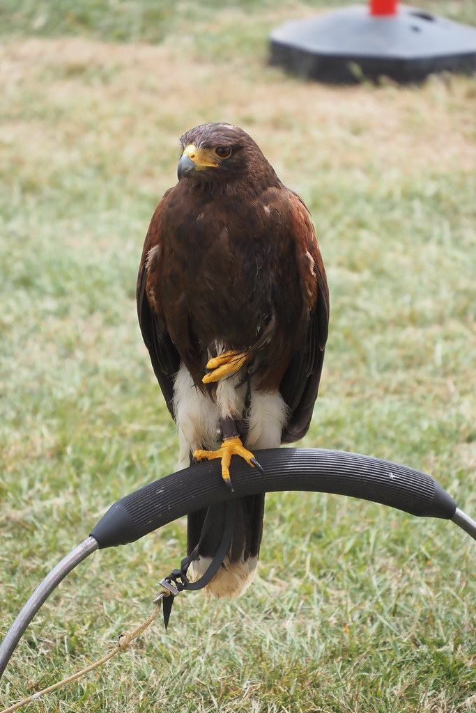Englefield Green Village Fair Stewart Macfarlane Flickr