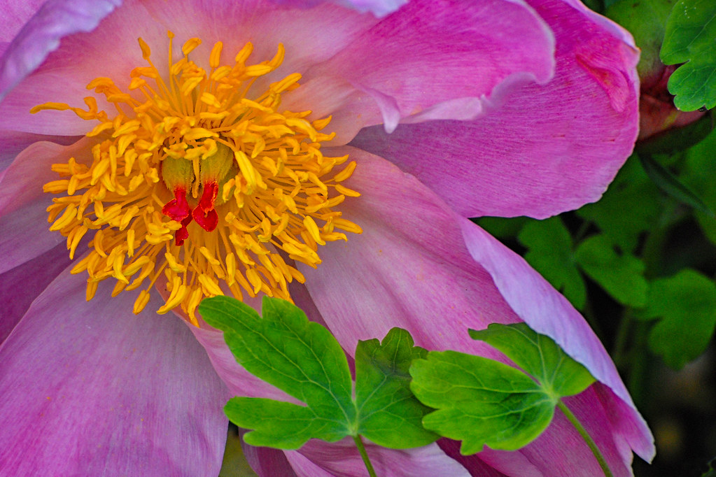 Peony, Old Westbury Gardens, Old Westbury, New York Flickr
