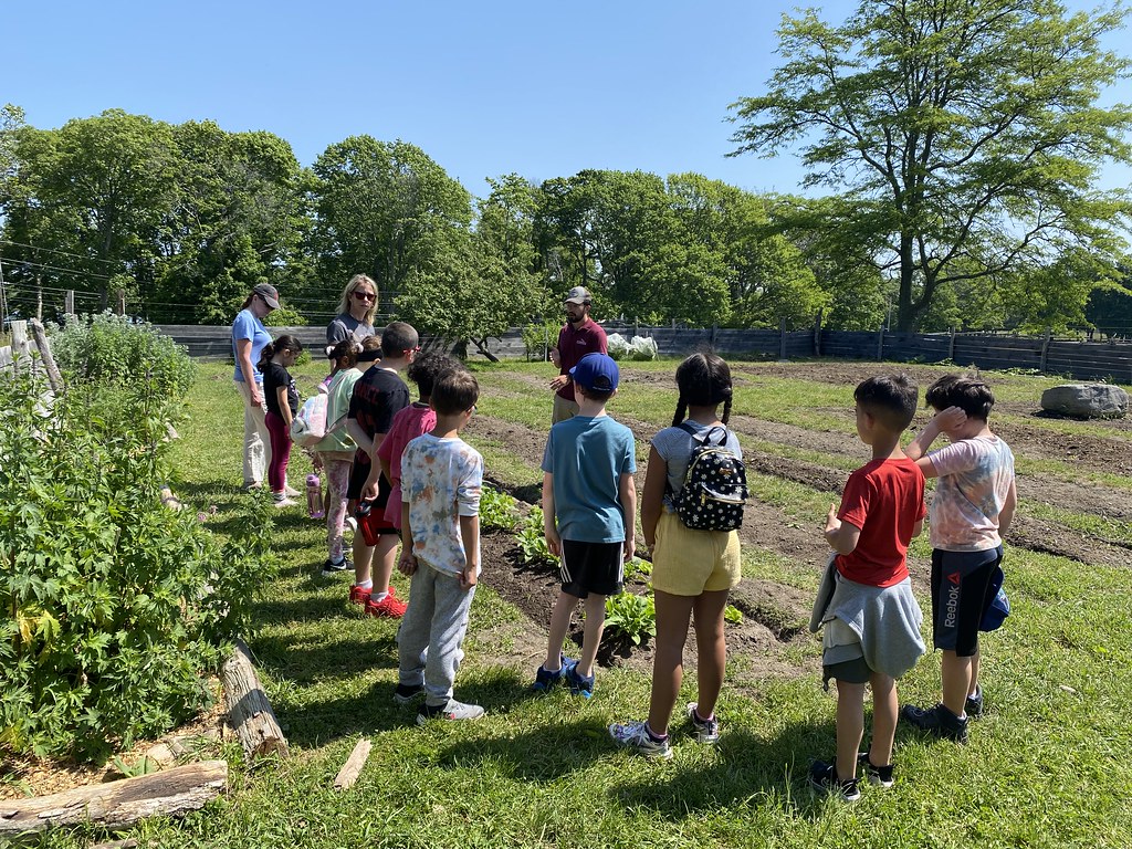 Coggeshall Kids visit the farm on a school field trip Flickr