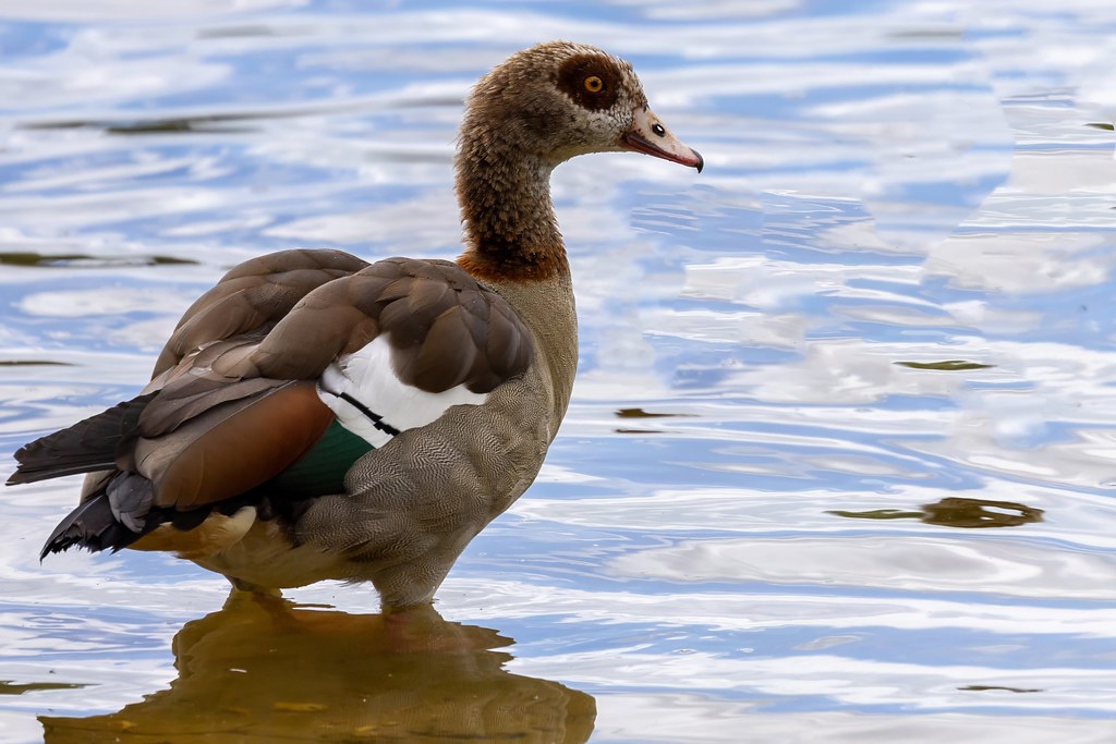 Duck Virginia Water Robert Collins Flickr