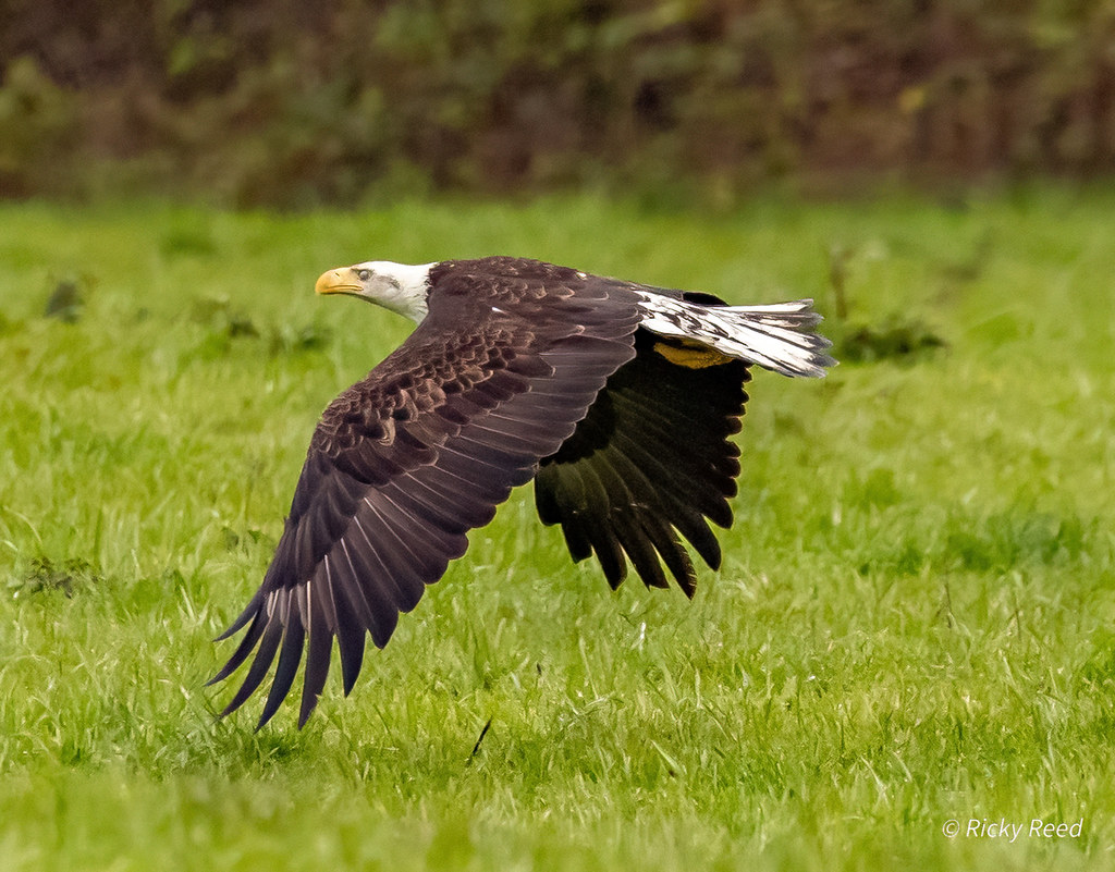 Flying Eagle Sauvie Island Rick Reed Flickr