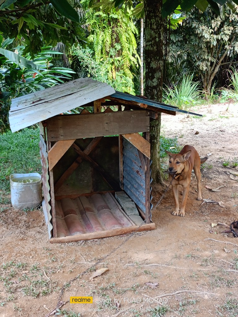 Bogel's new kennel Bukit Tagar, Selangor, Malaysia. Bogel'… Flickr