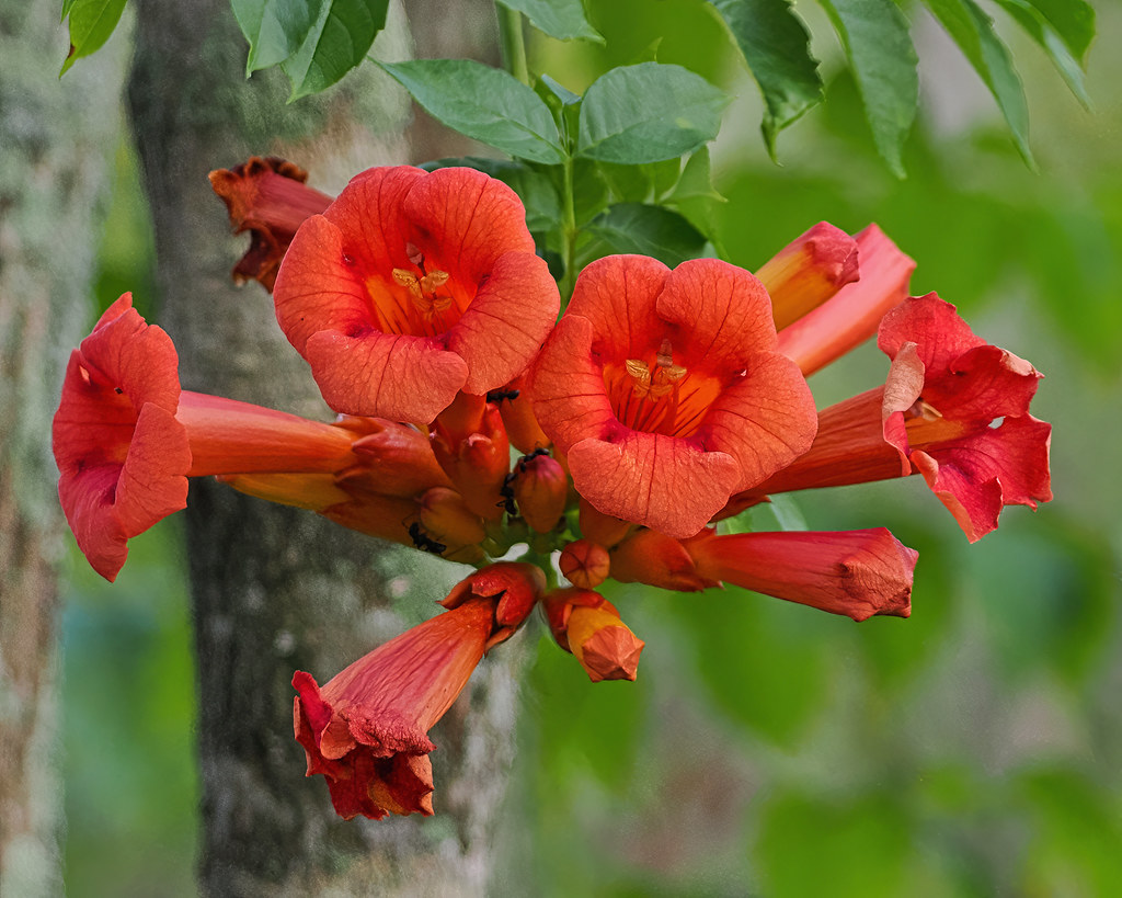American Trumpet Vine OM6001536 Campsis radicans. Jus… Flickr