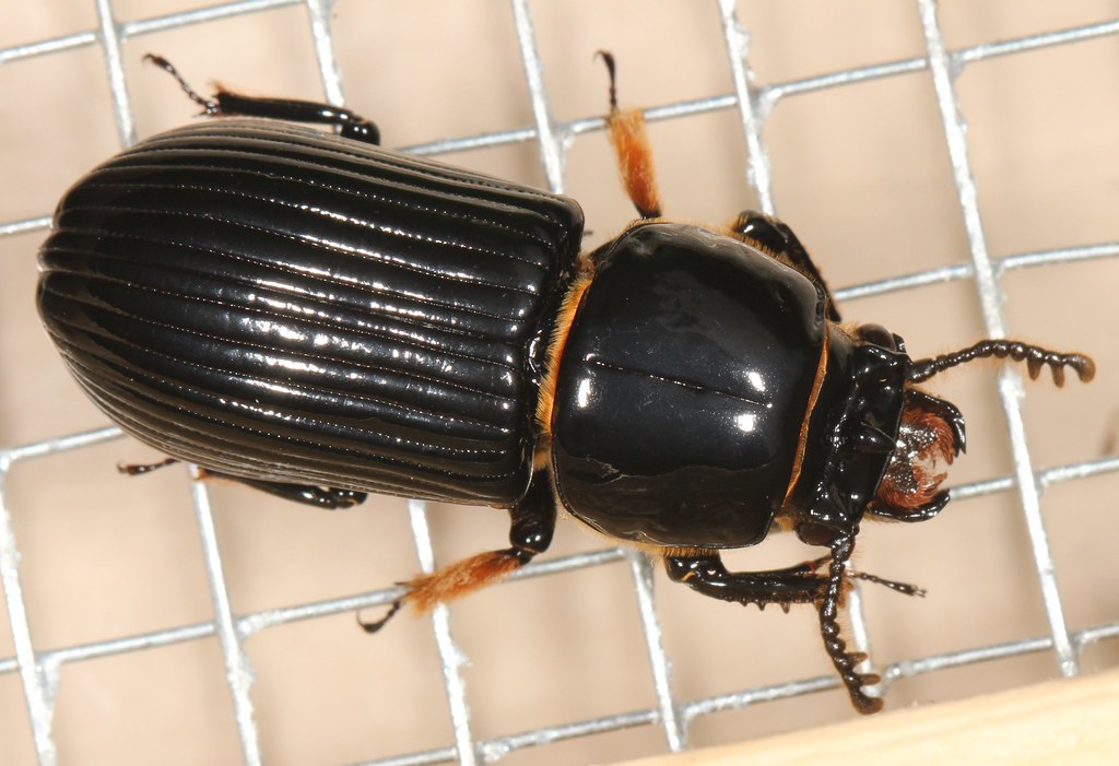 Patent Leather Beetle Species Odontotaenius disjunctus Co… Flickr