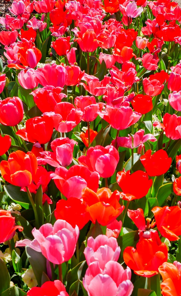 Tulips Fort Worth Botanical Gardens baron pressley Flickr