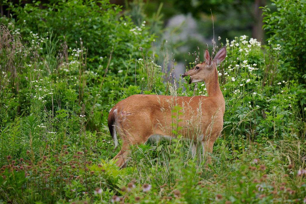 DSC_8453 Whitetailed Deer Kent Cady Flickr