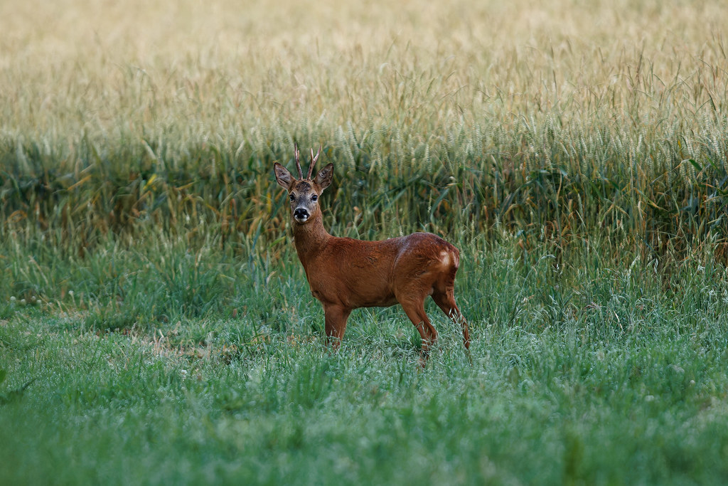R7_01893_DxO Christophe55 Argonne Flickr