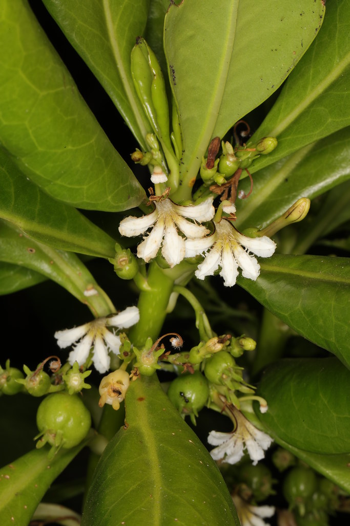 Beach Cabbage (Scaevola taccada) flowers and immature frui… Flickr
