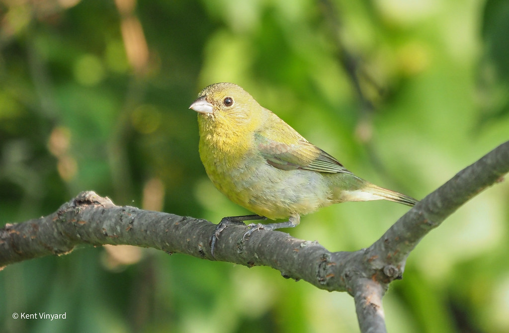 Painted Bunting Immature male, judging from the way he act… Kent