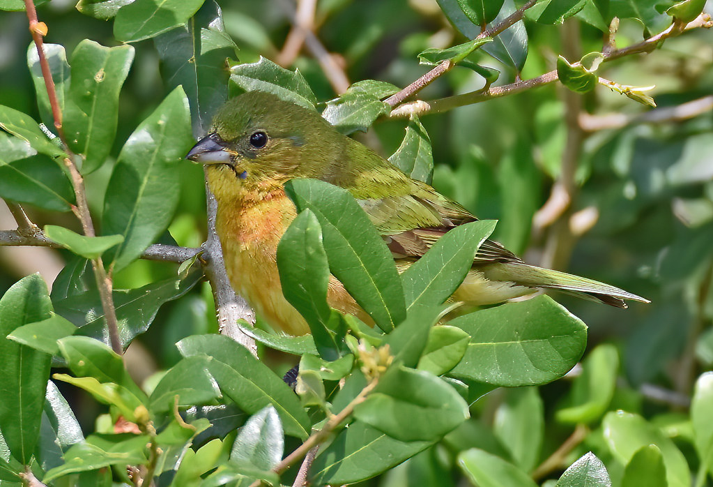 Painted Bunting Immature male It's sometimes so hard to te… Flickr