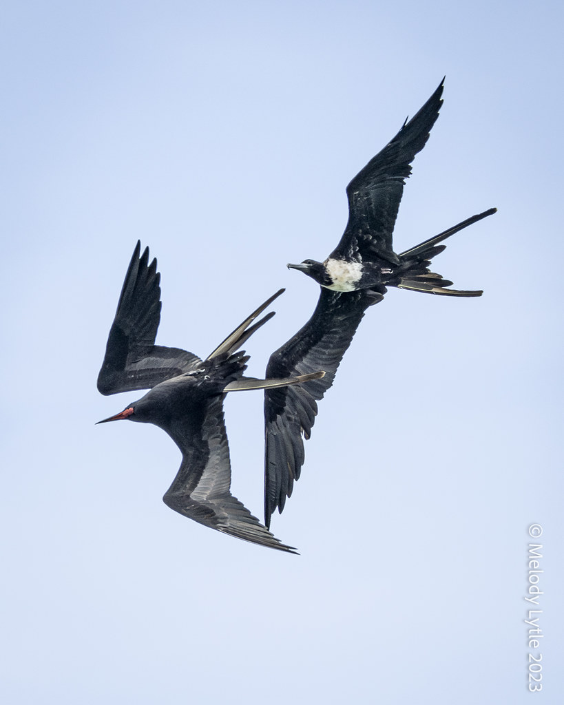 Magnificent Frigatebird Fregata magnificens, Costa Rica 20… Flickr
