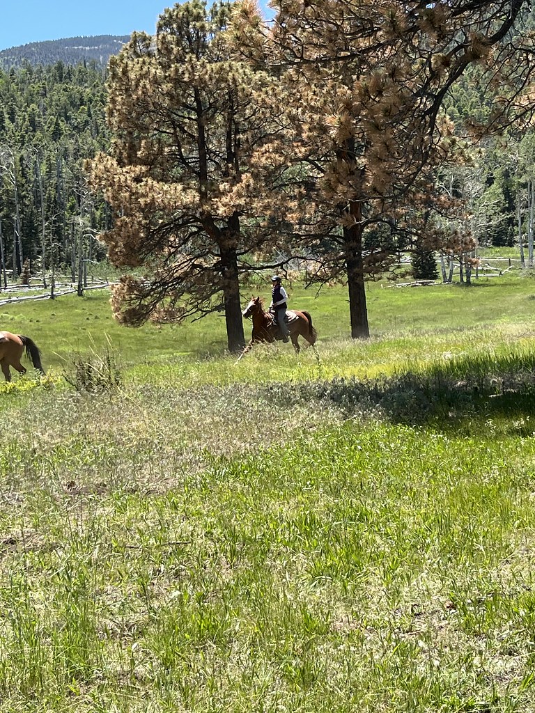 Horse Calvacade Philmont 6/16/23 6/25/23 leftcoastgator Flickr