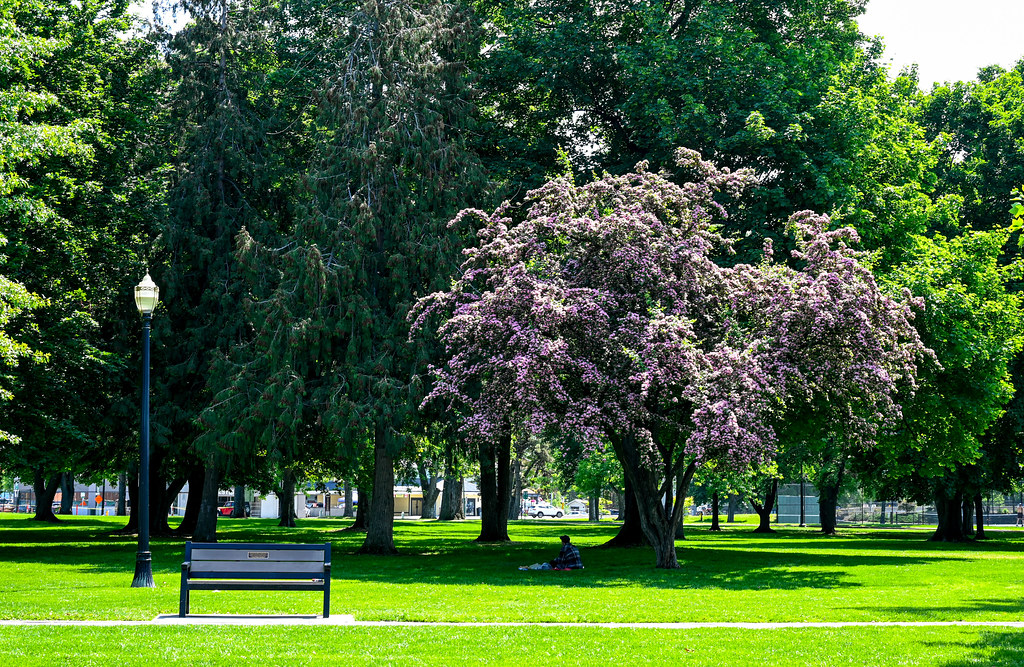 In the Park And under the shade of a flowering tree. Kelow… Flickr
