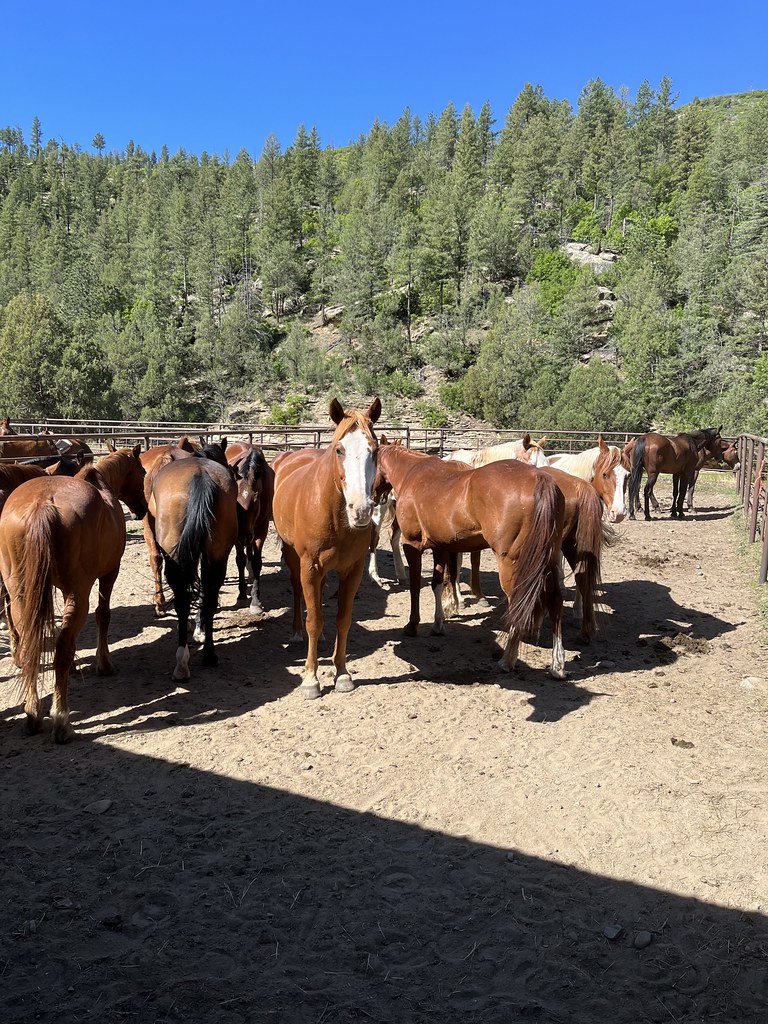 Horse Calvacade Philmont 6/16/23 6/25/23 leftcoastgator Flickr