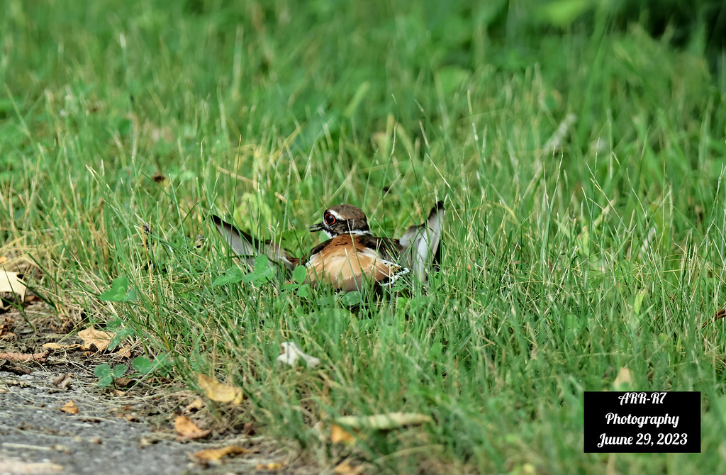 KILLDEER Distraction display!! Chattering away must have h… Flickr