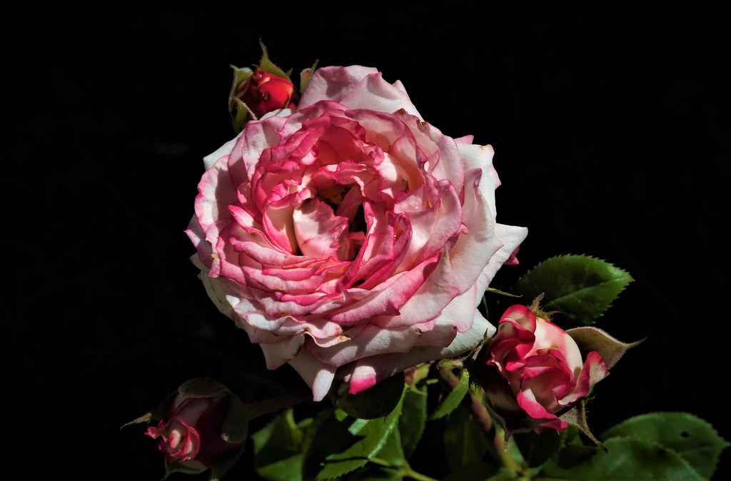 L'important c'est la rose. Santiago Arias Flickr