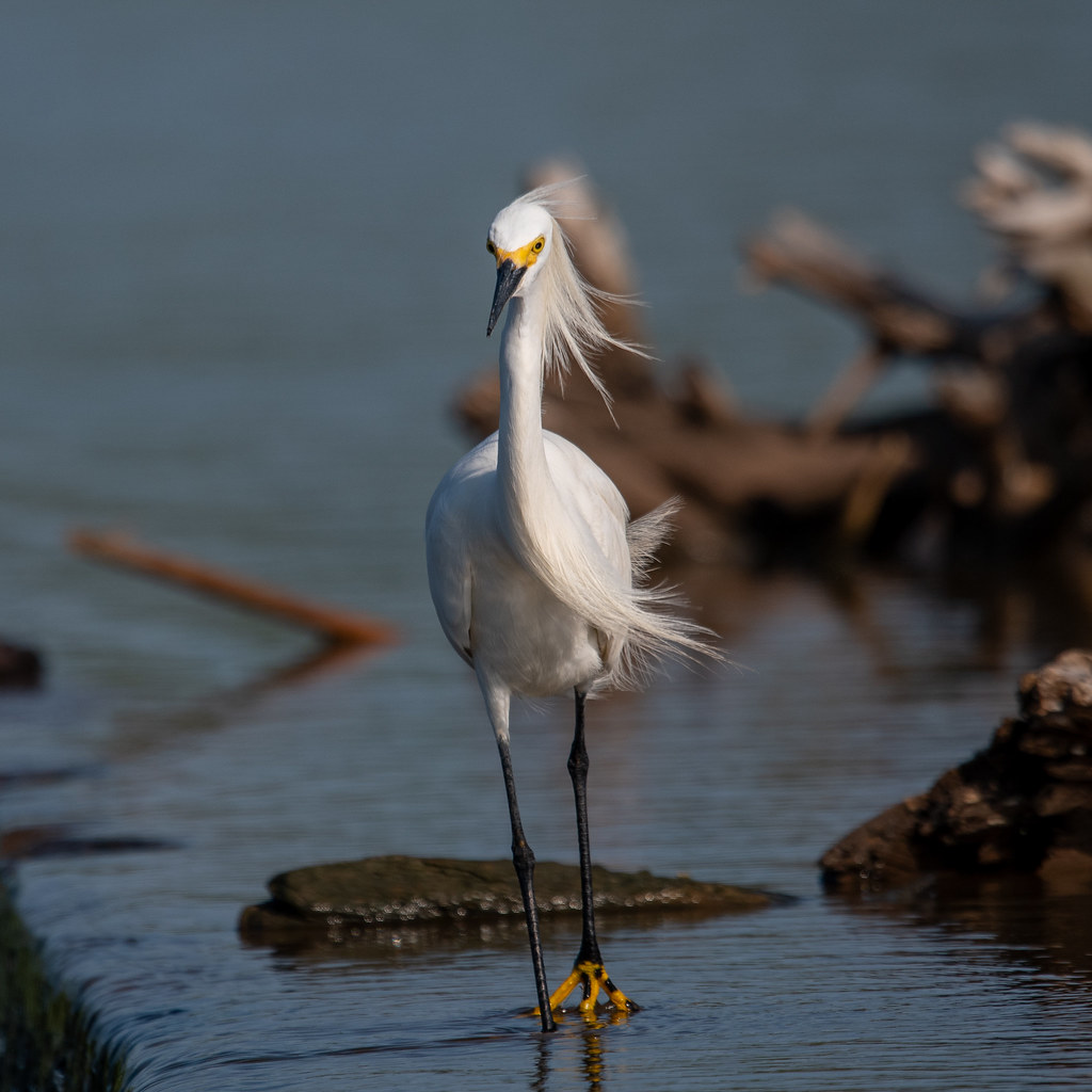 Snowy Egret A breezy day in Oklahoma didn’t bother this Sn… Flickr